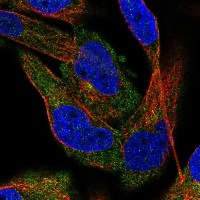 C2CD5 Antibody in Immunocytochemistry (ICC/IF)