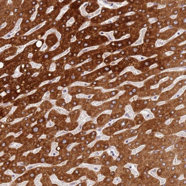 WDR93 Antibody in Immunohistochemistry (Paraffin) (IHC (P))