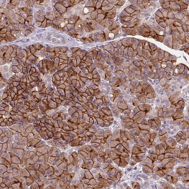 Aquaporin 8 Antibody in Immunohistochemistry (Paraffin) (IHC (P))