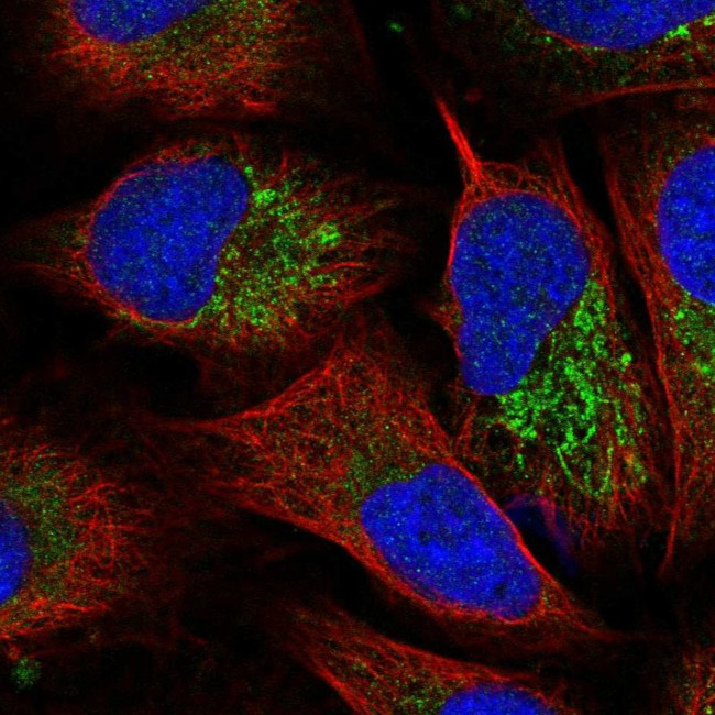 FBXW5 Antibody in Immunocytochemistry (ICC/IF)