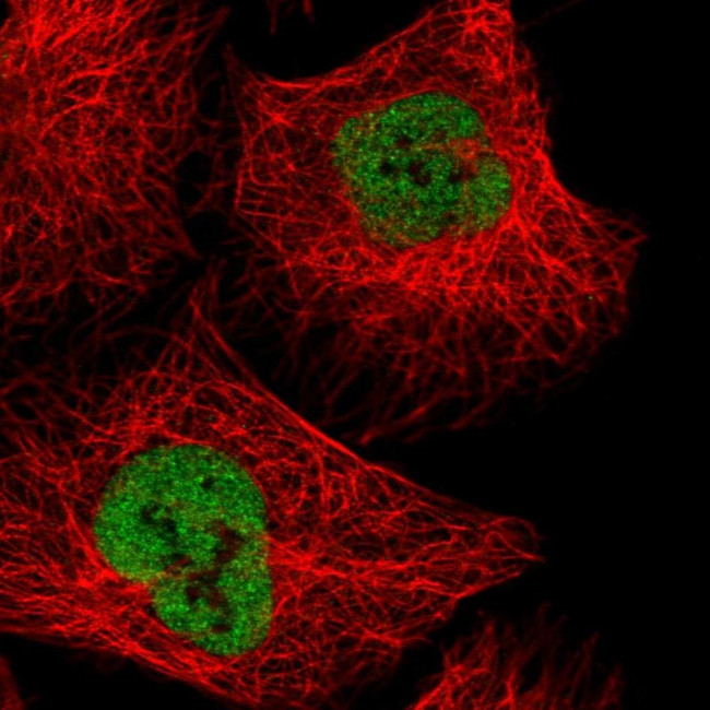 NXF3 Antibody in Immunocytochemistry (ICC/IF)