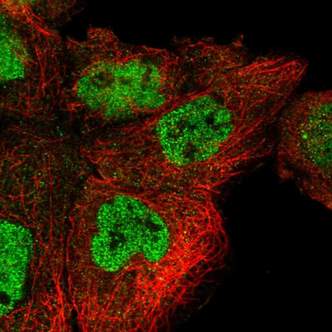 POLR3H Antibody in Immunocytochemistry (ICC/IF)