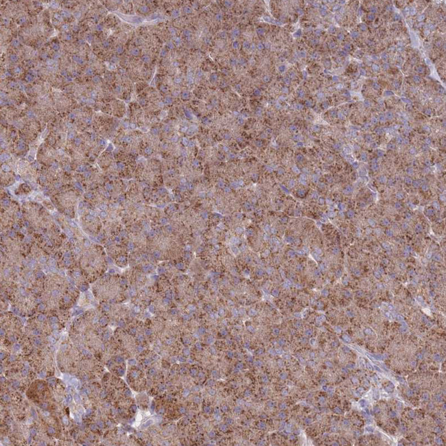 OR10Q1 Antibody in Immunohistochemistry (Paraffin) (IHC (P))