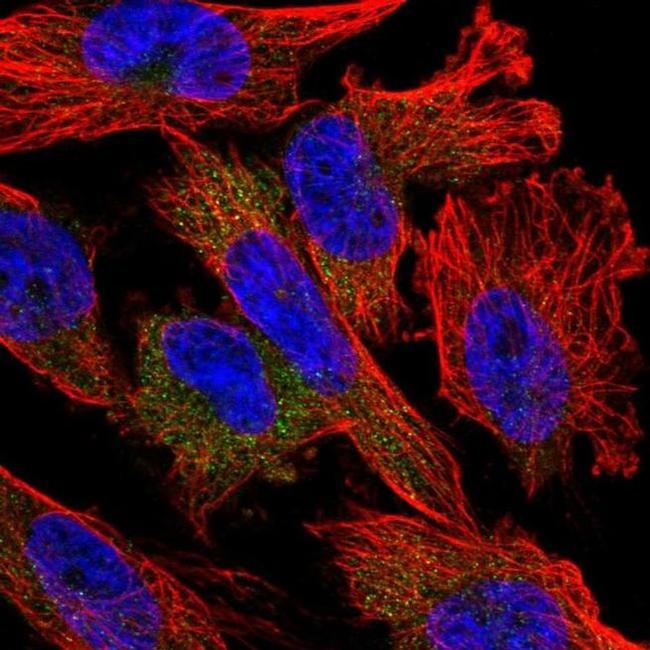 NUDT10 Antibody in Immunocytochemistry (ICC/IF)