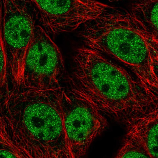 BANP Antibody in Immunocytochemistry (ICC/IF)