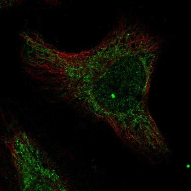 MRPL36 Antibody in Immunocytochemistry (ICC/IF)