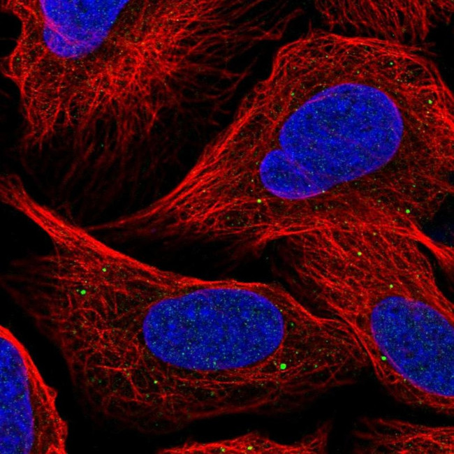 GPR180 Antibody in Immunocytochemistry (ICC/IF)