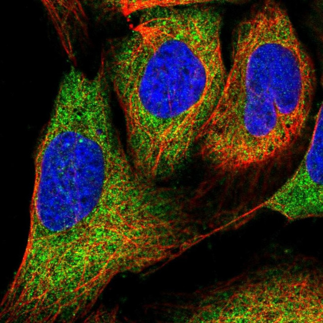 PIH1D1 Antibody in Immunocytochemistry (ICC/IF)