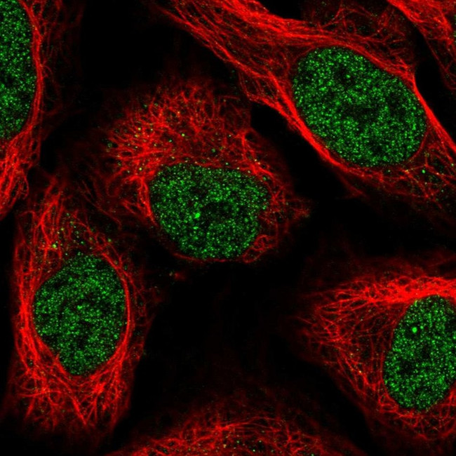 PTBP2 Antibody in Immunocytochemistry (ICC/IF)