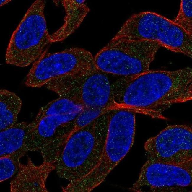 SLC44A5 Antibody in Immunocytochemistry (ICC/IF)