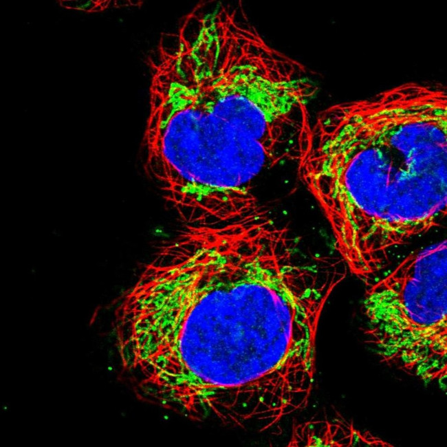 USP54 Antibody in Immunocytochemistry (ICC/IF)