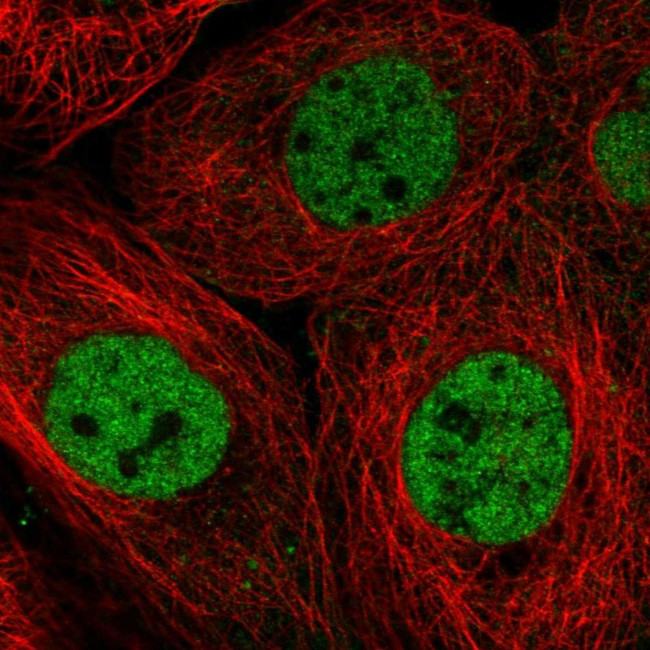 RBM7 Antibody in Immunocytochemistry (ICC/IF)