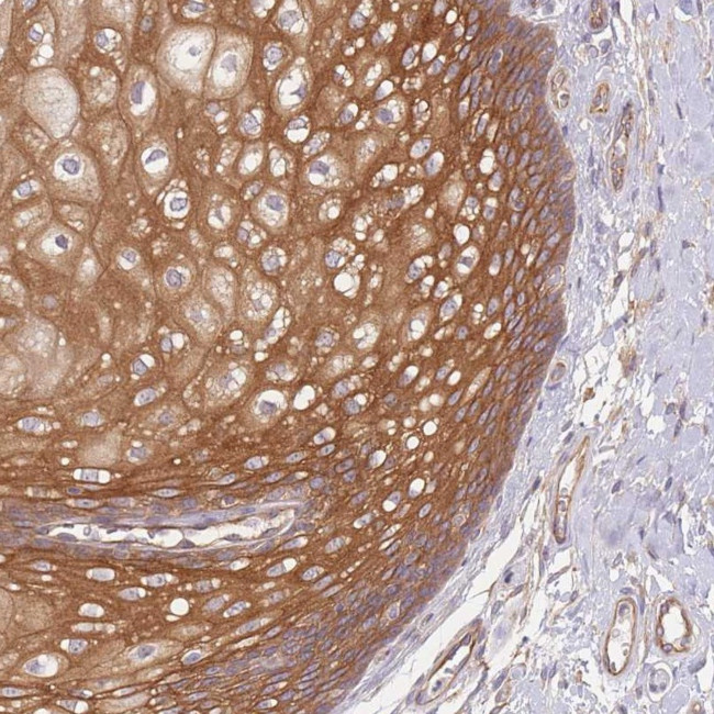 WDR93 Antibody in Immunohistochemistry (Paraffin) (IHC (P))