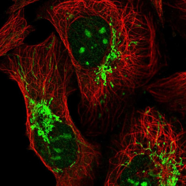 TTLL1 Antibody in Immunocytochemistry (ICC/IF)