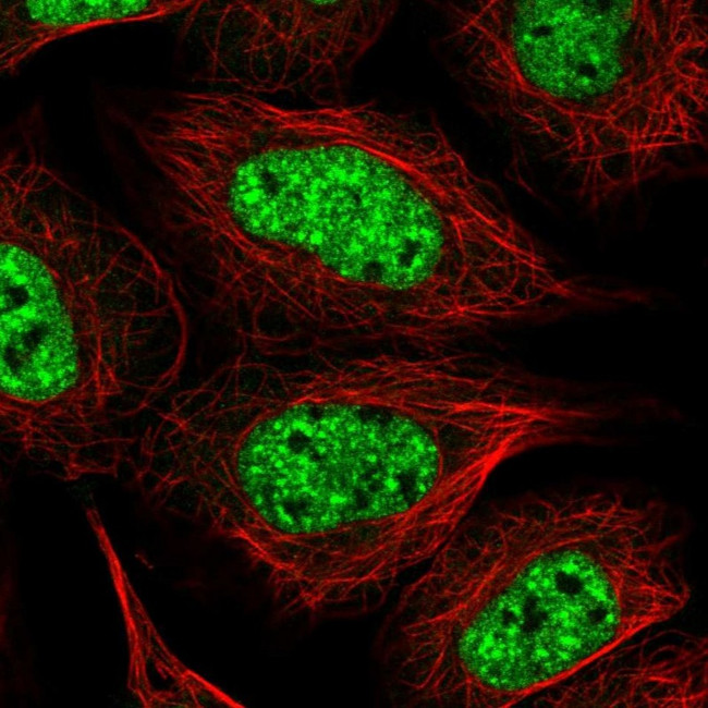 BPNT1 Antibody in Immunocytochemistry (ICC/IF)