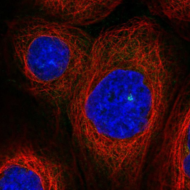 ASAP1 Antibody in Immunocytochemistry (ICC/IF)