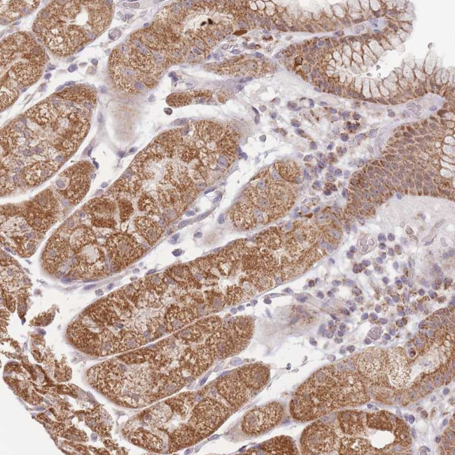 ESRP2 Antibody in Immunohistochemistry (Paraffin) (IHC (P))