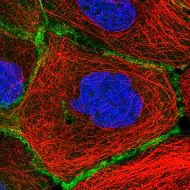 Erbin Antibody in Immunocytochemistry (ICC/IF)