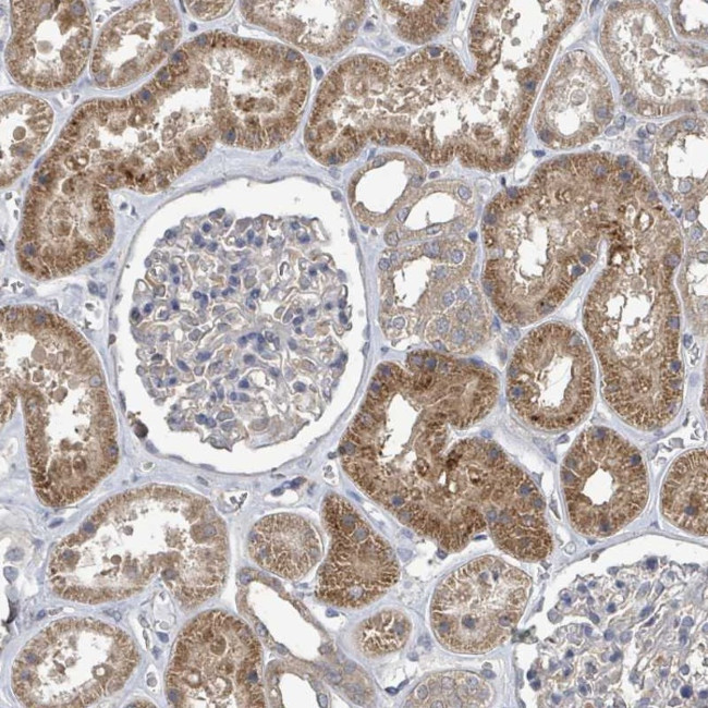 SLC9A7 Antibody in Immunohistochemistry (Paraffin) (IHC (P))