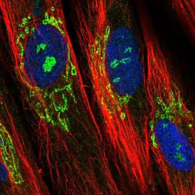 EFHD1 Antibody in Immunocytochemistry (ICC/IF)