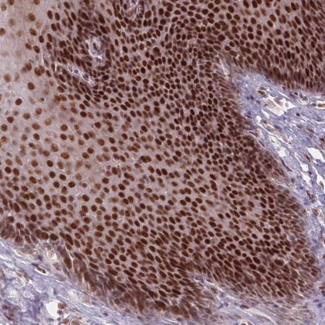 OR10C1 Antibody in Immunohistochemistry (IHC)