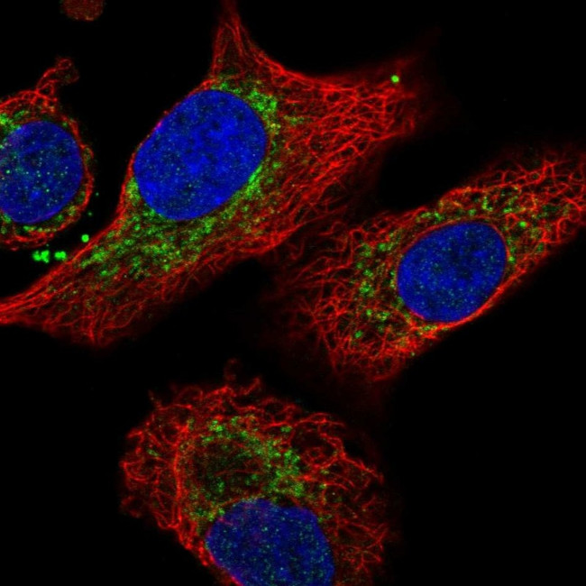 IDH3B Antibody in Immunocytochemistry (ICC/IF)