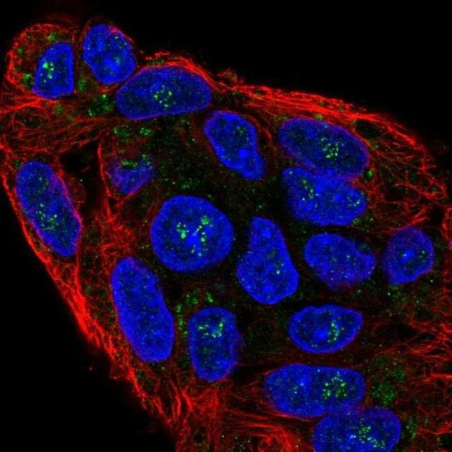 Naked1 Antibody in Immunocytochemistry (ICC/IF)