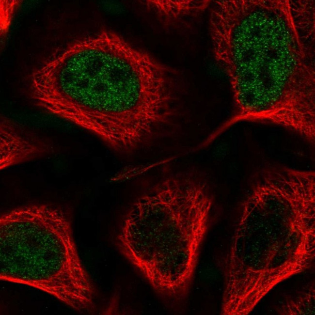 MIDN Antibody in Immunocytochemistry (ICC/IF)