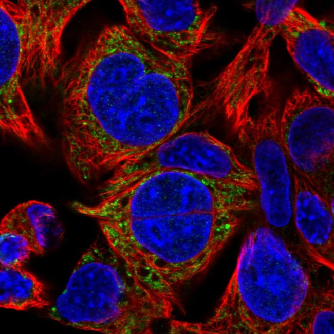 Adenylate Kinase 4 Antibody in Immunocytochemistry (ICC/IF)