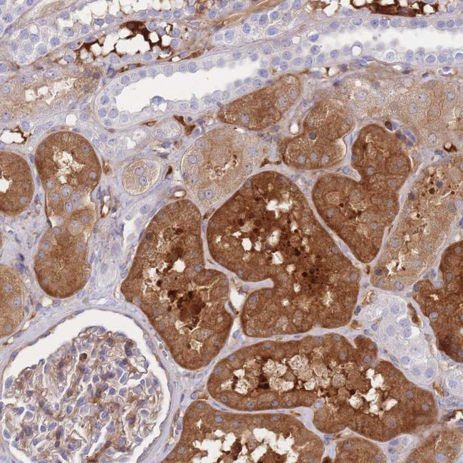 Fibrillin 3 Antibody in Immunohistochemistry (Paraffin) (IHC (P))