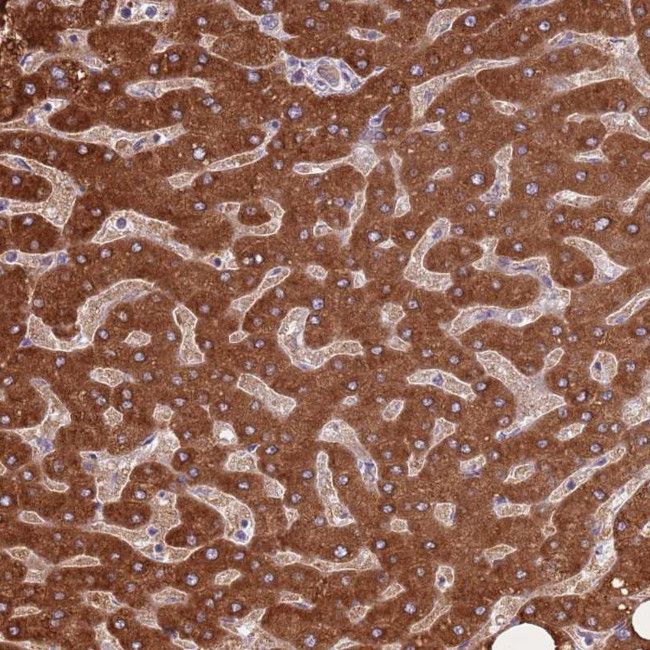 COQ5 Antibody in Immunohistochemistry (Paraffin) (IHC (P))