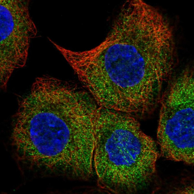 BAP29 Antibody in Immunocytochemistry (ICC/IF)