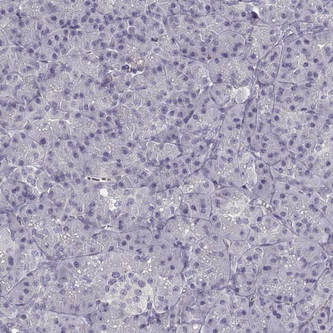 R9BP Antibody in Immunohistochemistry (Paraffin) (IHC (P))