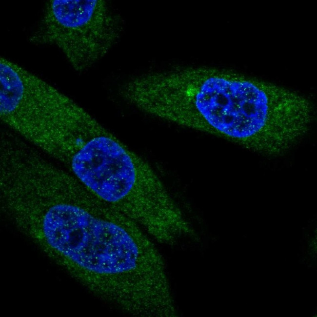 EBPL Antibody in Immunocytochemistry (ICC/IF)