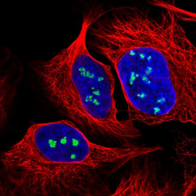 NOP56 Antibody in Immunocytochemistry (ICC/IF)