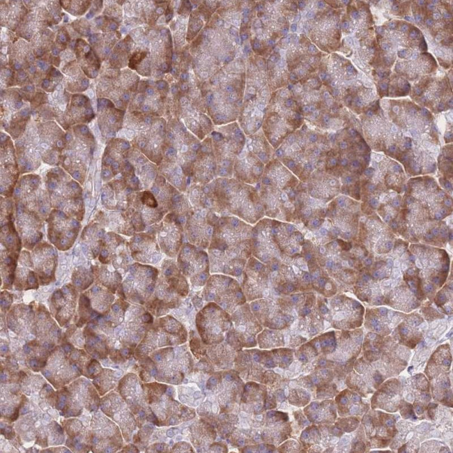 XKR8 Antibody in Immunohistochemistry (Paraffin) (IHC (P))