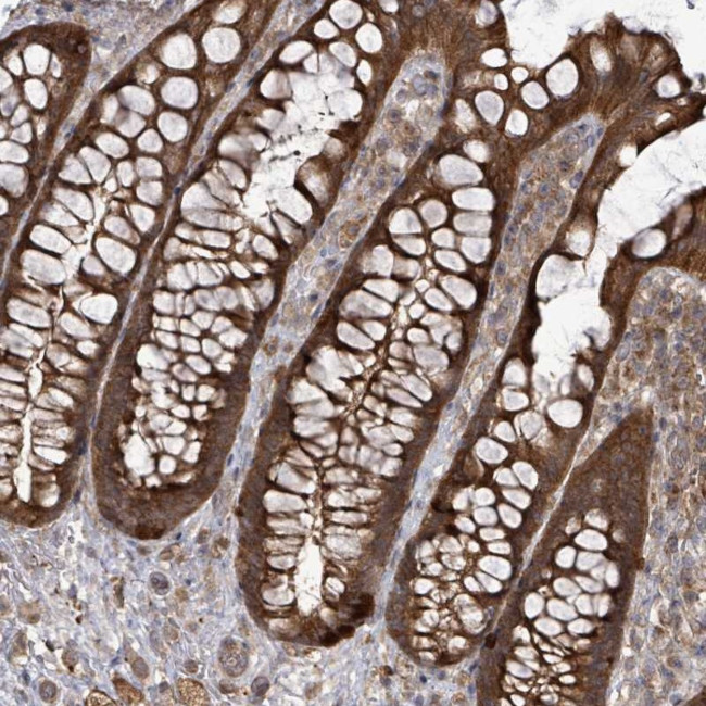 eIF3c Antibody in Immunohistochemistry (Paraffin) (IHC (P))