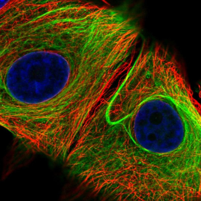 Nesprin 2 Antibody in Immunocytochemistry (ICC/IF)