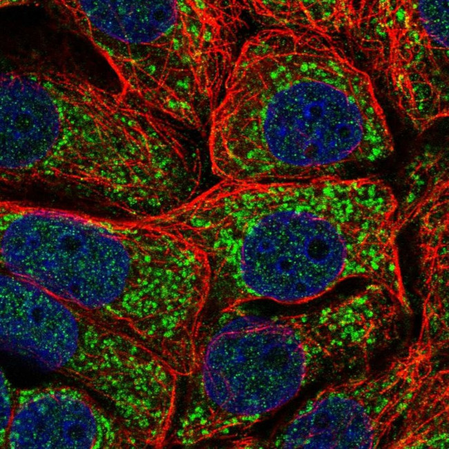 MRPS11 Antibody in Immunocytochemistry (ICC/IF)