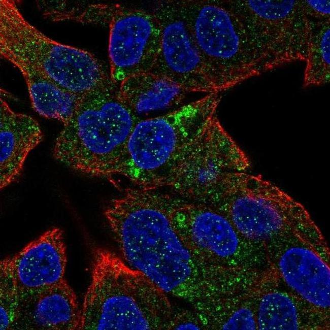 HSD3B7 Antibody in Immunocytochemistry (ICC/IF)