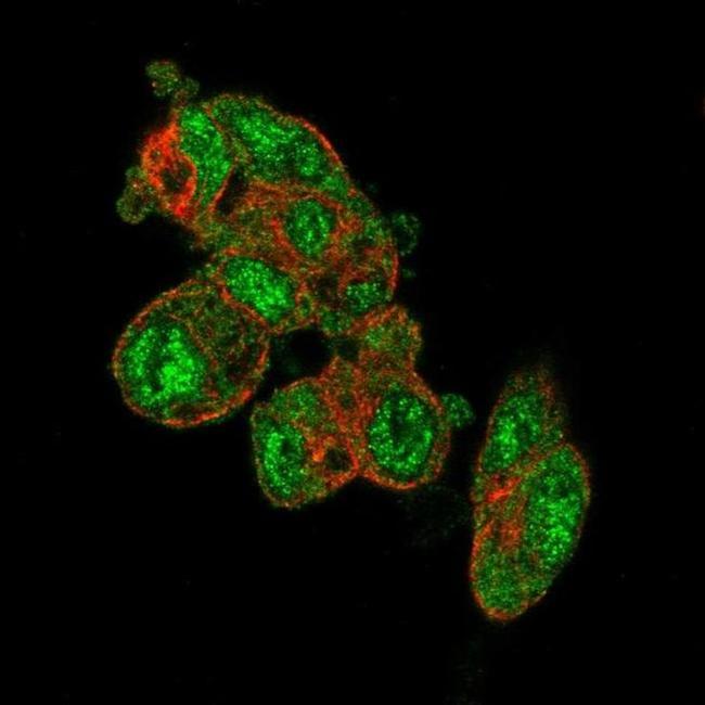 PRODH2 Antibody in Immunocytochemistry (ICC/IF)