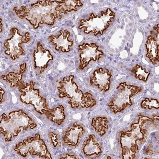 APR3 Antibody in Immunohistochemistry (Paraffin) (IHC (P))