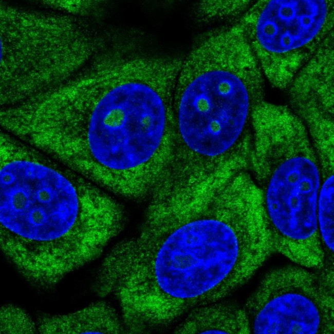 RPL13 Antibody in Immunocytochemistry (ICC/IF)