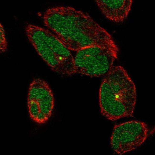 TTC30A Antibody in Immunocytochemistry (ICC/IF)