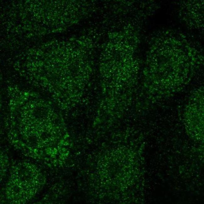 NFS1 Antibody in Immunocytochemistry (ICC/IF)