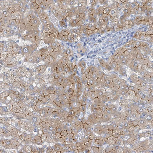 GAMT Antibody in Immunohistochemistry (Paraffin) (IHC (P))