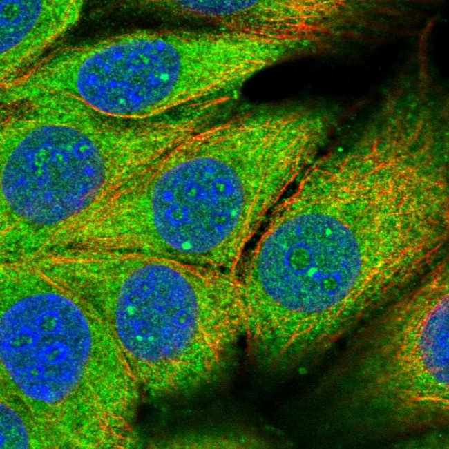 PAFAH1B2 Antibody in Immunocytochemistry (ICC/IF)