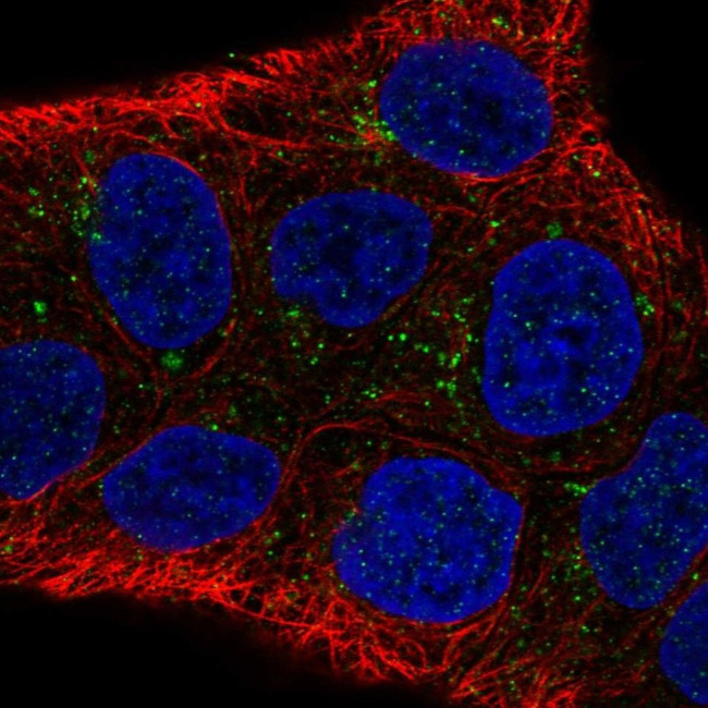 DAB1 Antibody in Immunocytochemistry (ICC/IF)