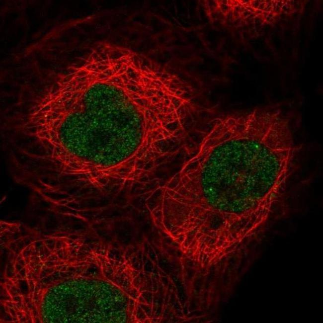 OGFOD3 Antibody in Immunocytochemistry (ICC/IF)