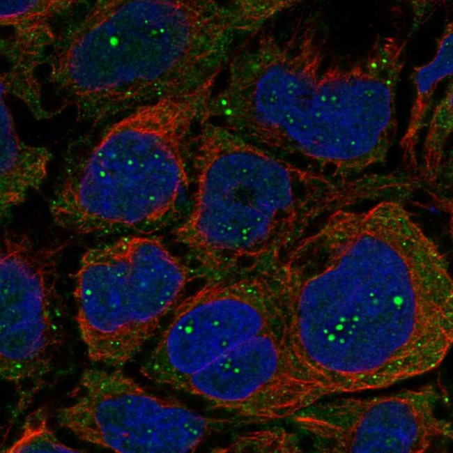 OGDHL Antibody in Immunocytochemistry (ICC/IF)